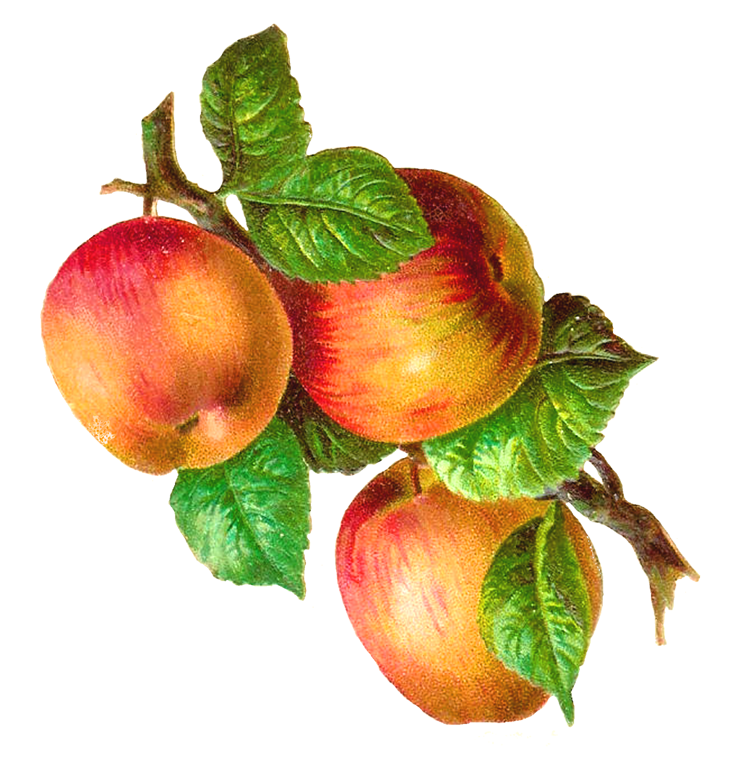 clipart fruit apple - photo #30