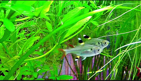 Mengenal Ikan Hias X-Ray Pristella Tetra yang Unik dan Cantik Mengenal Ikan Hias X-Ray Pristella Tetra yang Unik dan Cantik