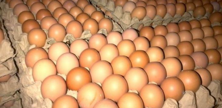  kandungan protein telur rebus