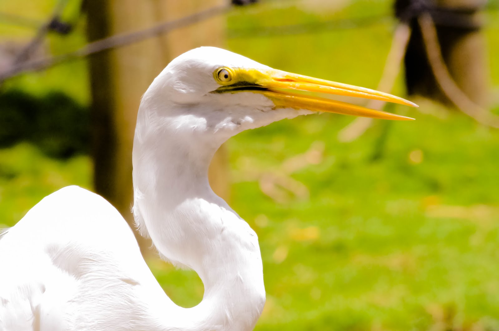 A TERNURA DE BRANCO - FOTO DE GILMAR LEITE