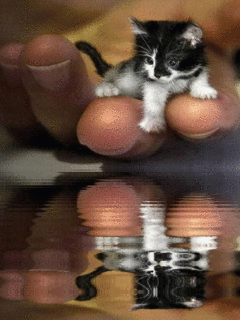 Cats and Dogs Blog: The most cute kitten in the world