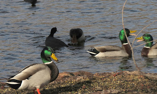 Mallard Duck HD Wallpapers