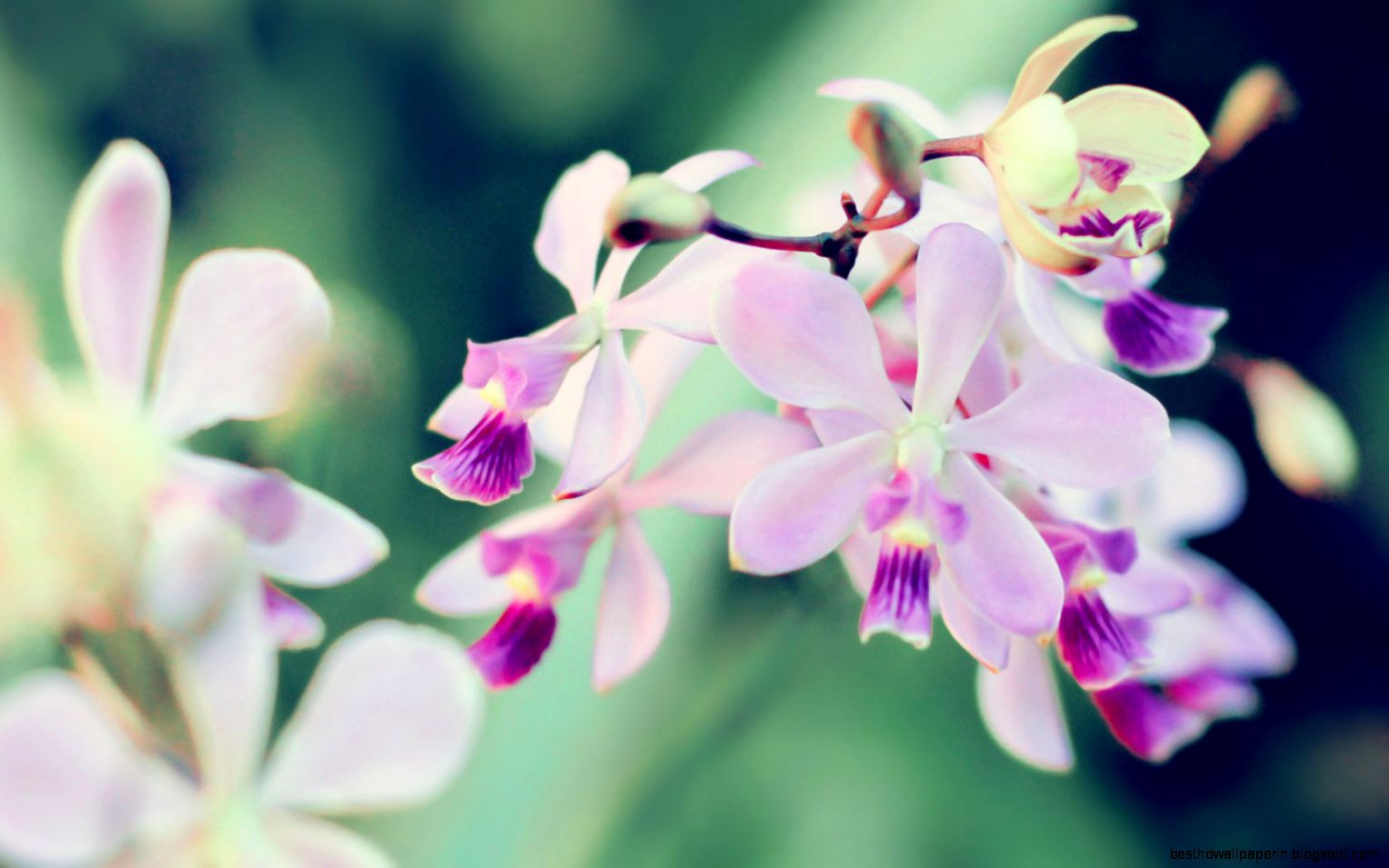 Orchid Photography Wallpaper 3805 Wallpaper