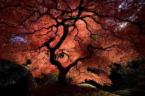 Japanese Maple Tree Leaf.