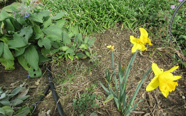 First Daffodil Brightens my January Garden