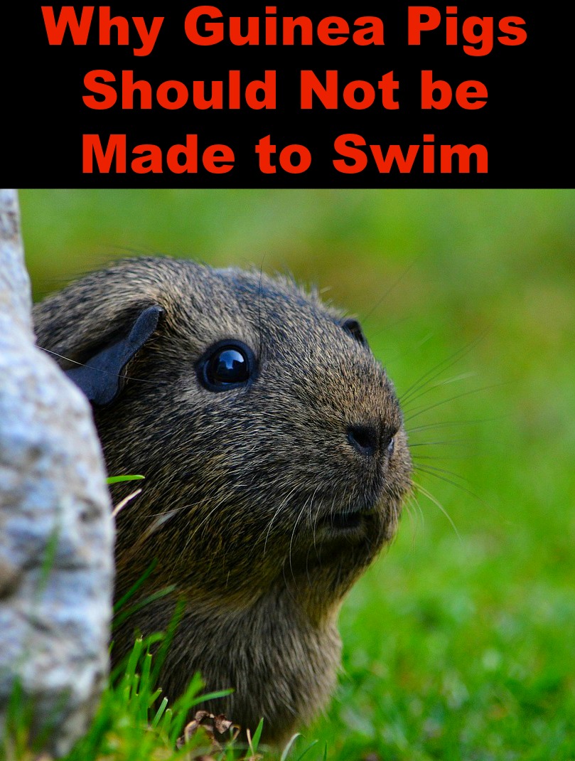 Guinea Pigs Rule: Why you shouldn't Allow a guinea pig to go swimming