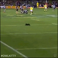 Art Cat GIF • WOAH, what a goal! Black kitty playing soccer better than Messi + Ronaldo + Neymar 👍👌
