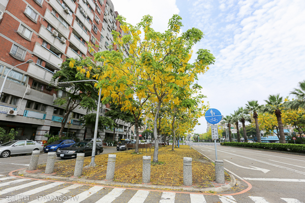 台中南區|2019興大路綠園道阿勃勒|黃金阿勃勒大道|散步賞黃金雨 台中南區|2019興大路綠園道阿勃勒|黃金阿勃勒大道|散步賞黃金雨