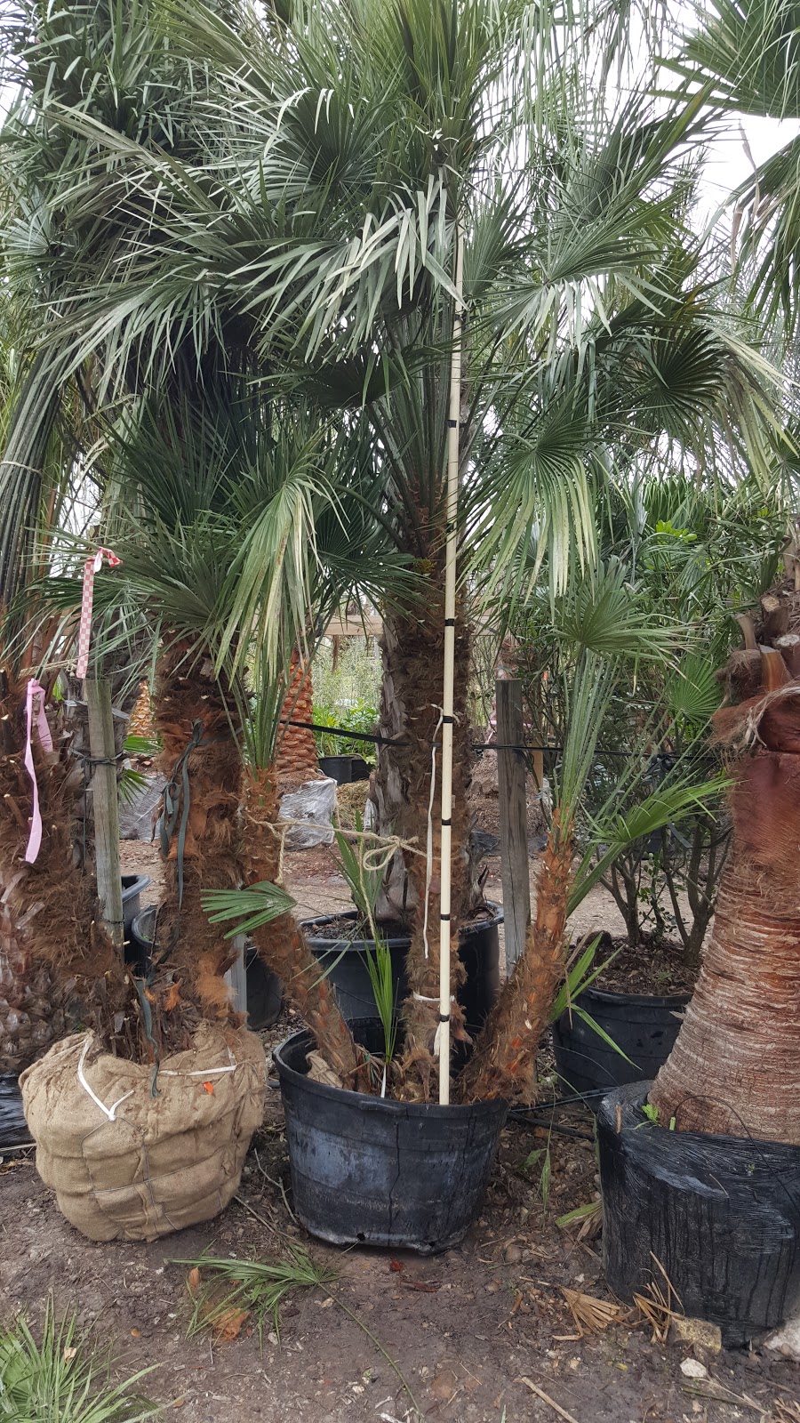 Cold Hardy Palm Trees in Houston chamaerops humilis mediterranean