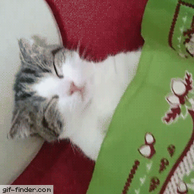 Funny cats - part 308, best cute cat picture, adorable cat pictures