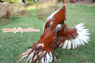 MANFAAT MEMEGANG AYAM BANGKOK DI MALAM HARI