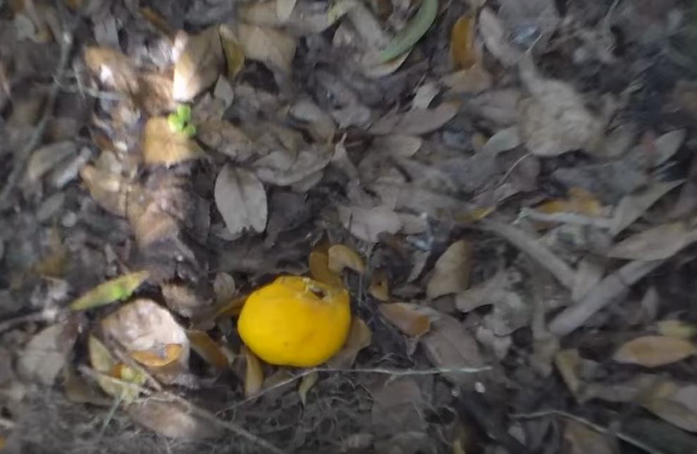 Life For These Florida Skunk Apes Seems Pretty Good