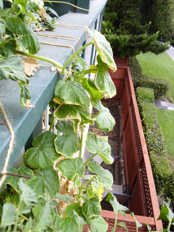 Quick Hydroponic Cucumber update Greens and Machines