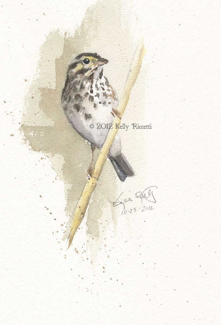 The same Savannah Sparrow in the meadow at Armleder Park in Hamilton county, Ohio (original watercolor by Kelly Riccetti)