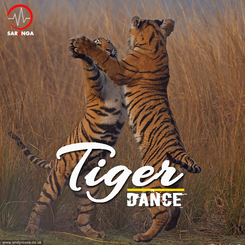 TIGER DANCE SARANGA RMX Dj Saranga