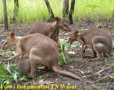 Image Result For Papua Monyet Image Result For Papua Monyet