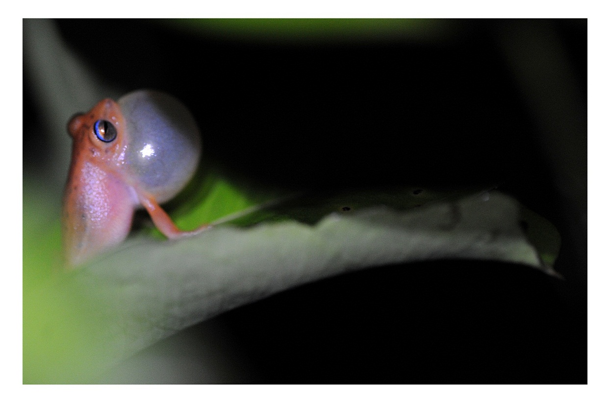 The Green Ogre: Encounter: Blue-eyed Bush Frog