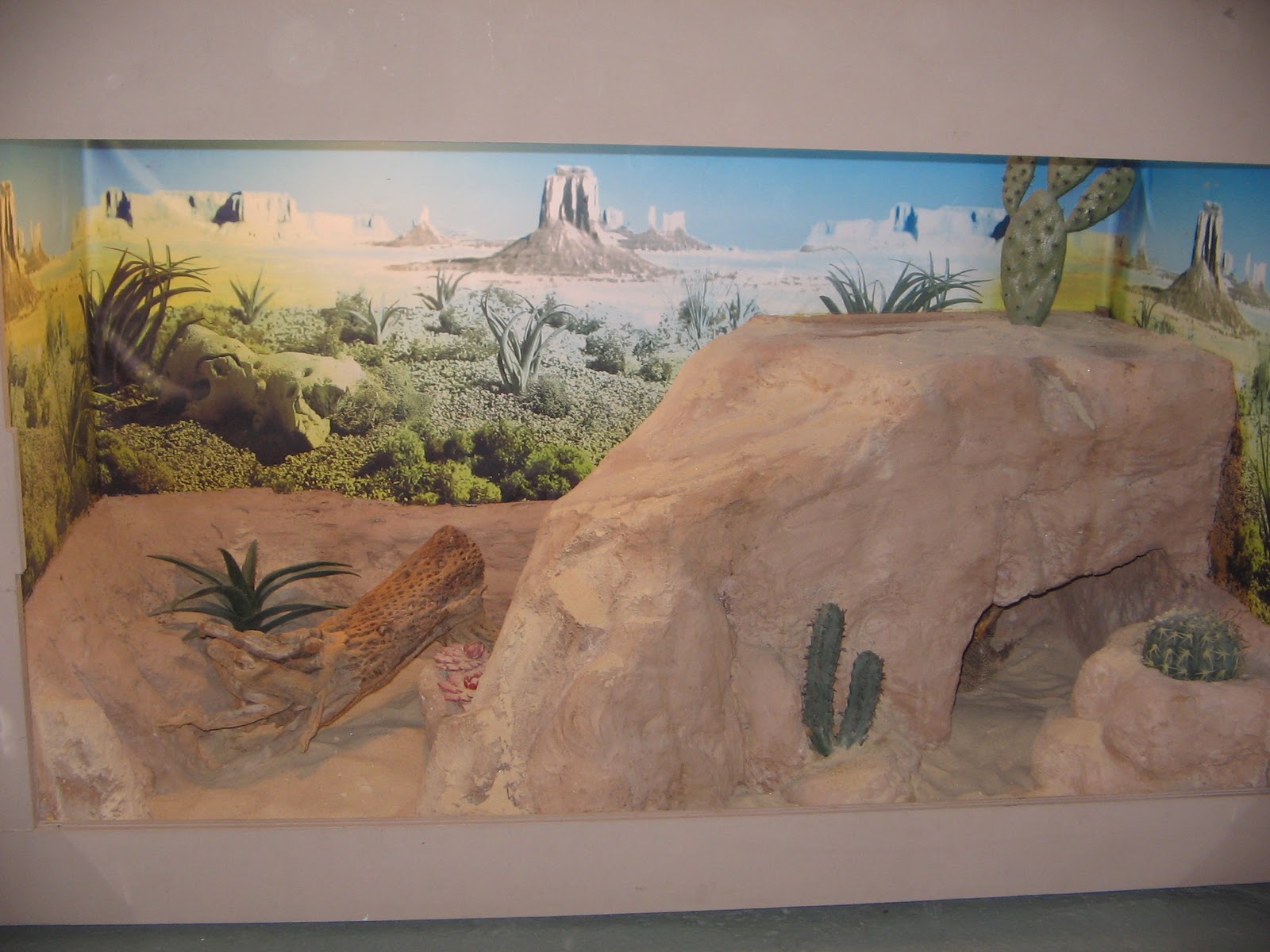 [bearded dragon cage supplies]