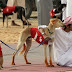 Hukum Memelihara Anjing dalam Pandangan Islam