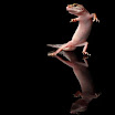 Dancing Geckos