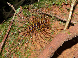 centipede types bernard dupont