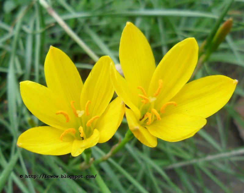 Yellow Rain Lily Zephyranthes Citrina