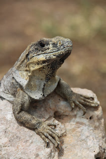 Mexican iguana