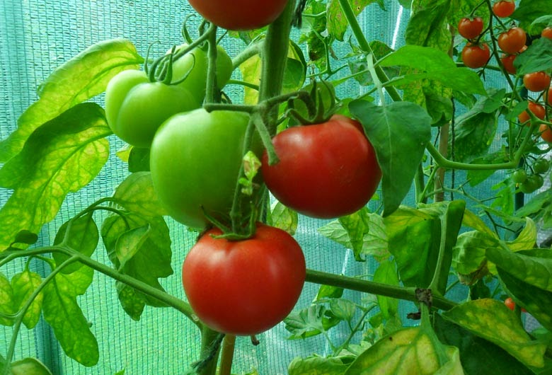 Como obtener semillas de Tomate