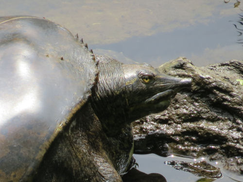 softshell turtle