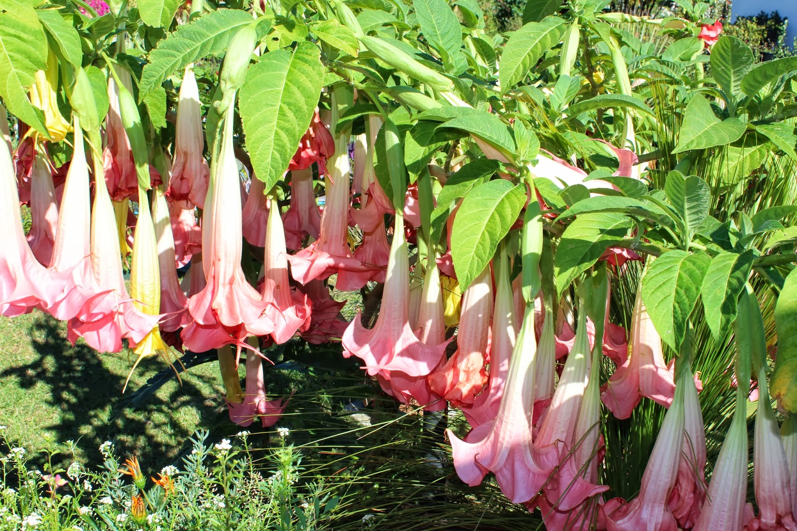 Florez Nursery A pink Brugmansia