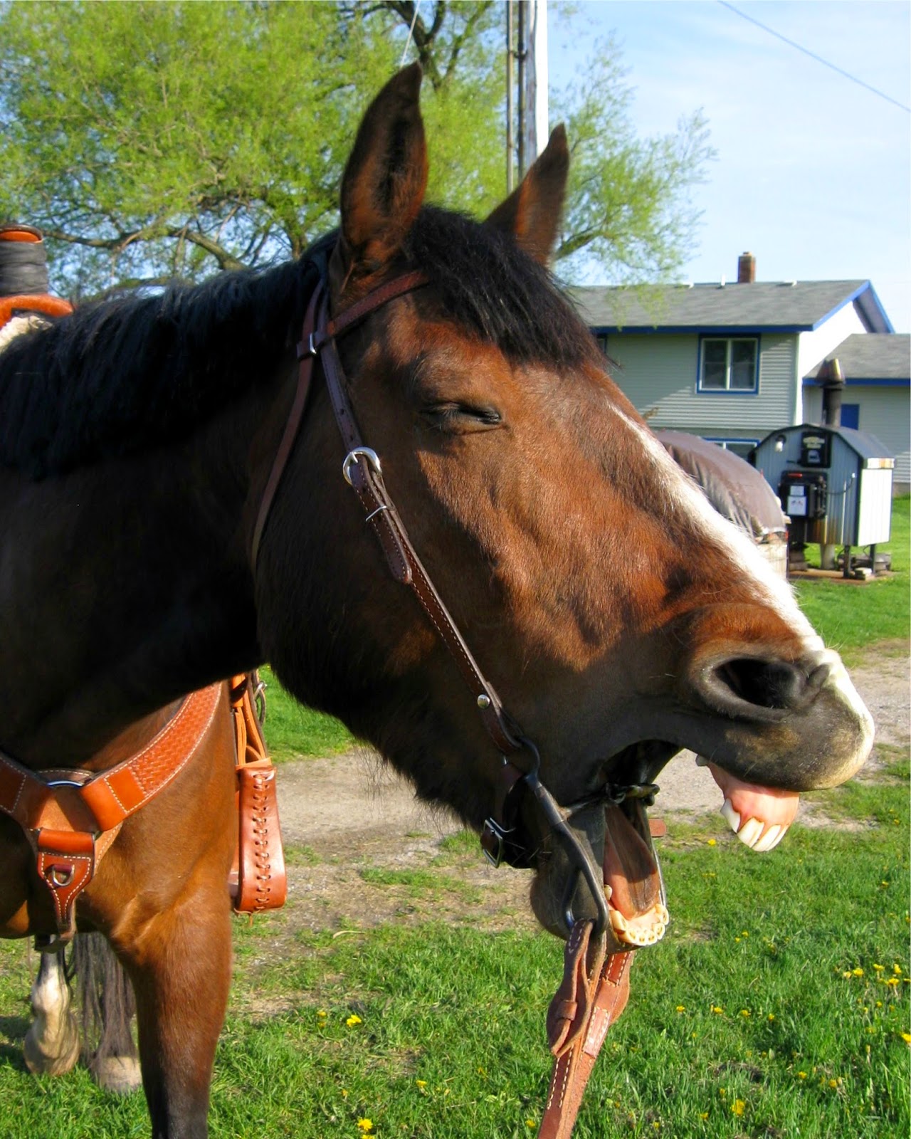Colonial Quills Halter vs Bridle