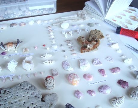 organizing shells scientifically