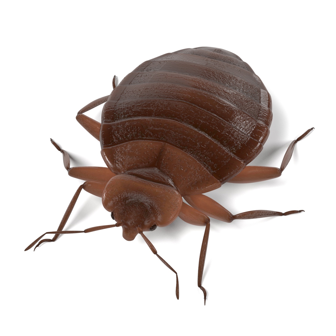 American Pest Management Where To Find Bed Bugs In Your Home