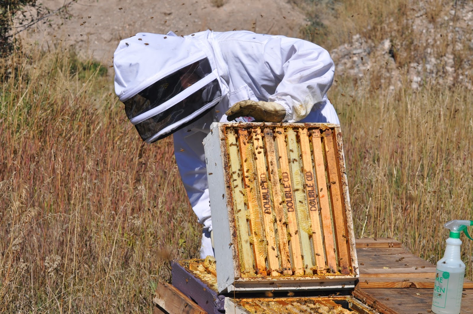 Health Benefits of Raw Honey How do Bees Make Honey?