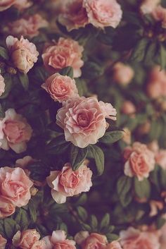 flower background images