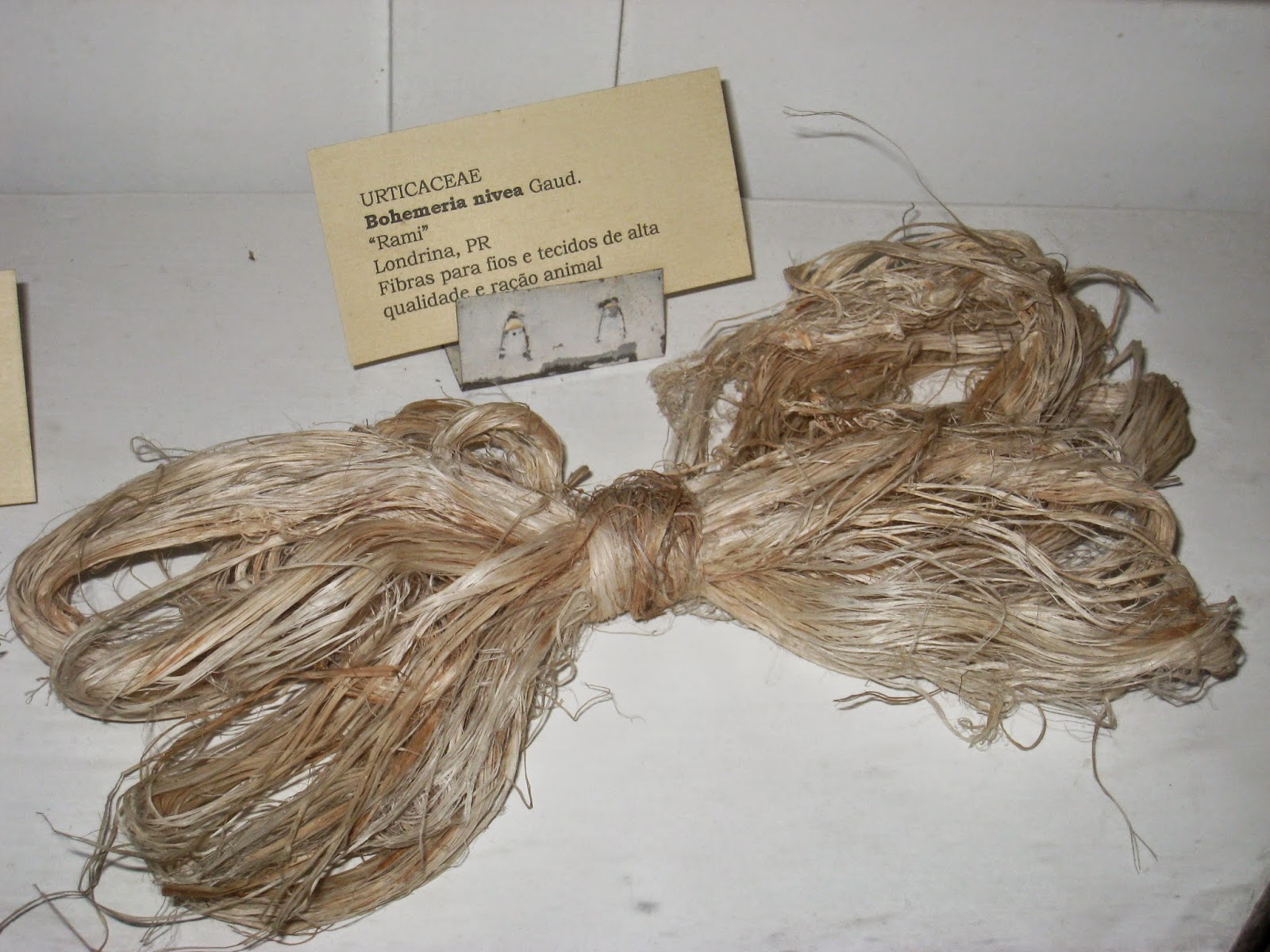 Boehmeria nivea Jardim Bot%C3%A2nico de S%C3%A3o Paulo IMG 0250 Бемерия что общего с крапивой