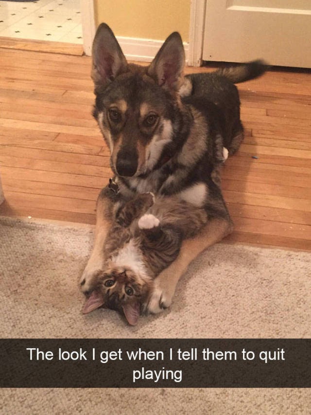 
Have A Look Into The Hilarious Real Lives Of Animals Via Snapchat (29 Pics).