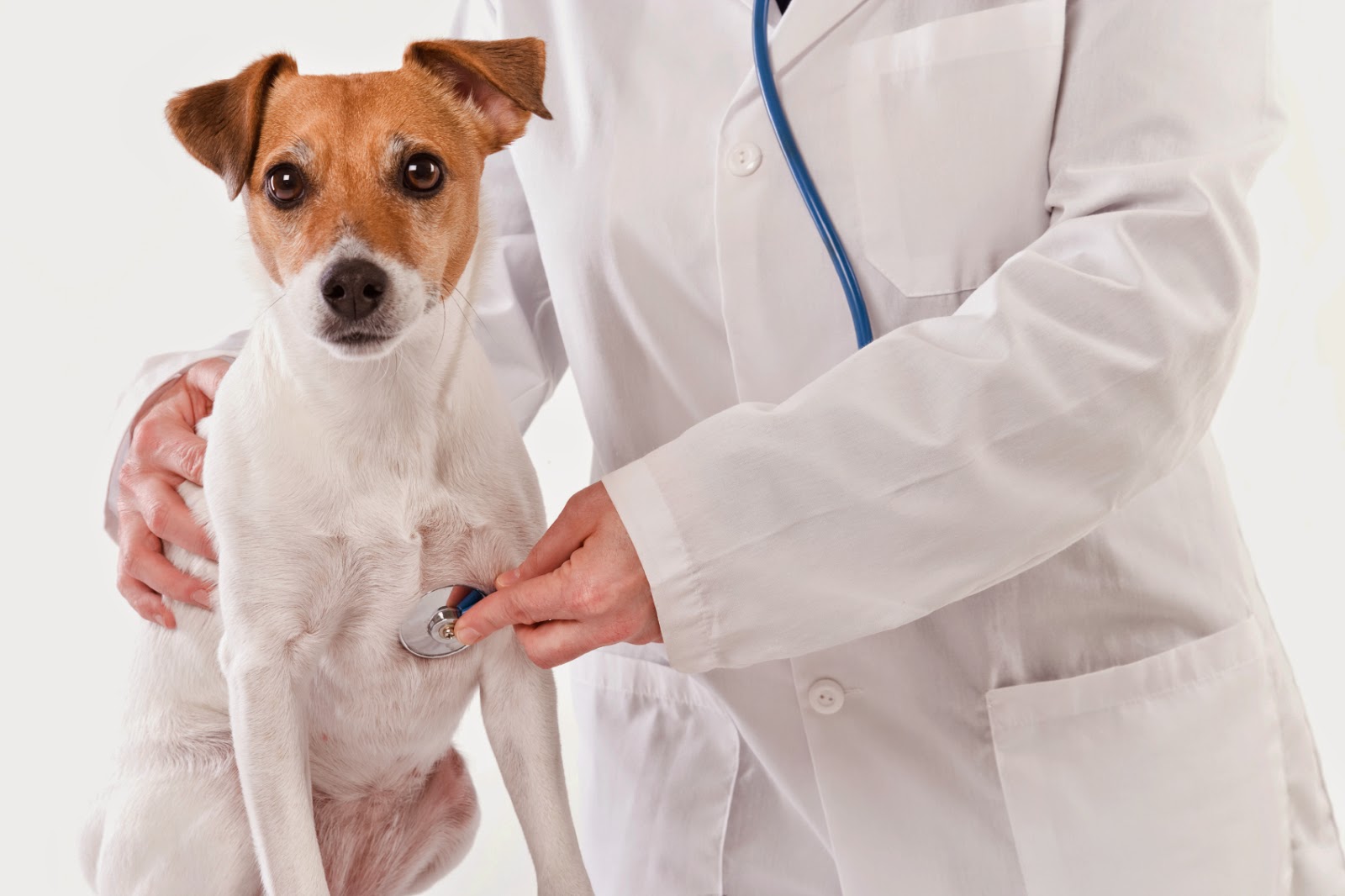 50 Consejos para cuidar un perro adecuadamente 50 Consejos para cuidar un perro adecuadamente