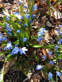 Siberian squill (Scilla siberica) spring blooms by garden muses: a Toronto gardening blog