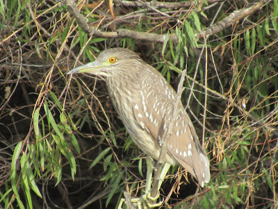 juvenile black crowned night heron