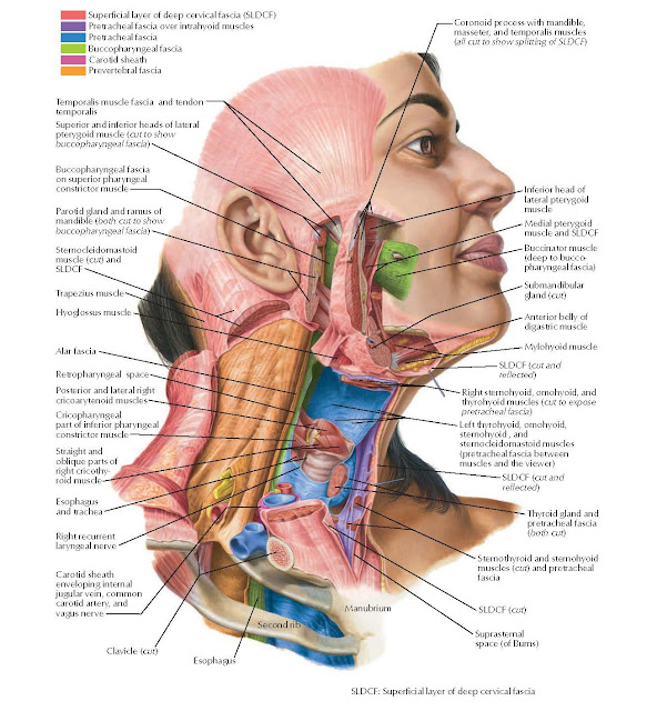 Cervical Fasciae Anatomy