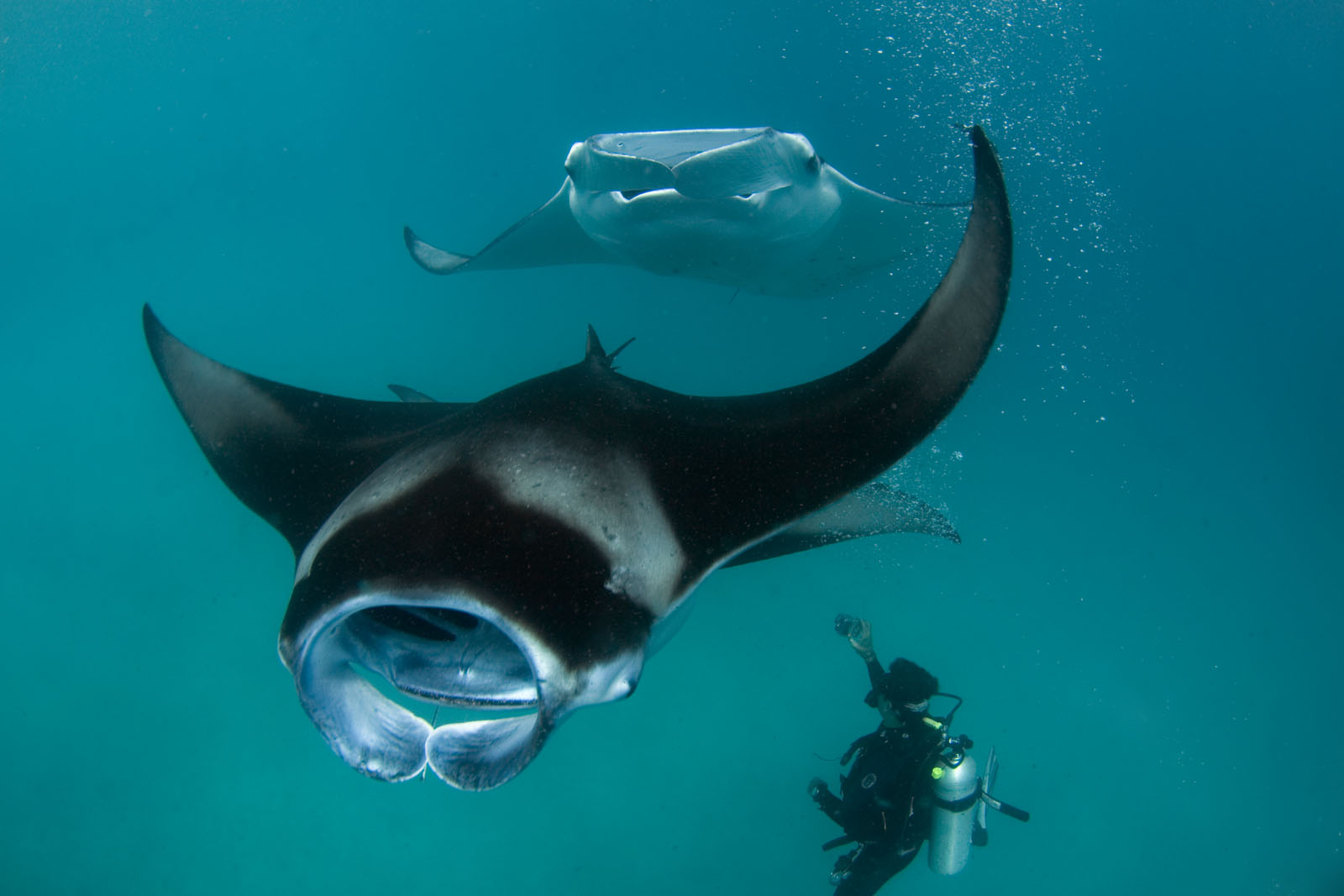 Animales del mar MANTARRAYA