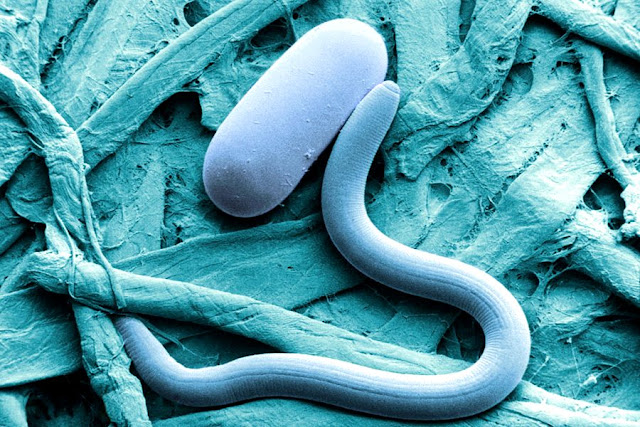 Scientists melted ancient ice and a long-dead worm wriggled out 2