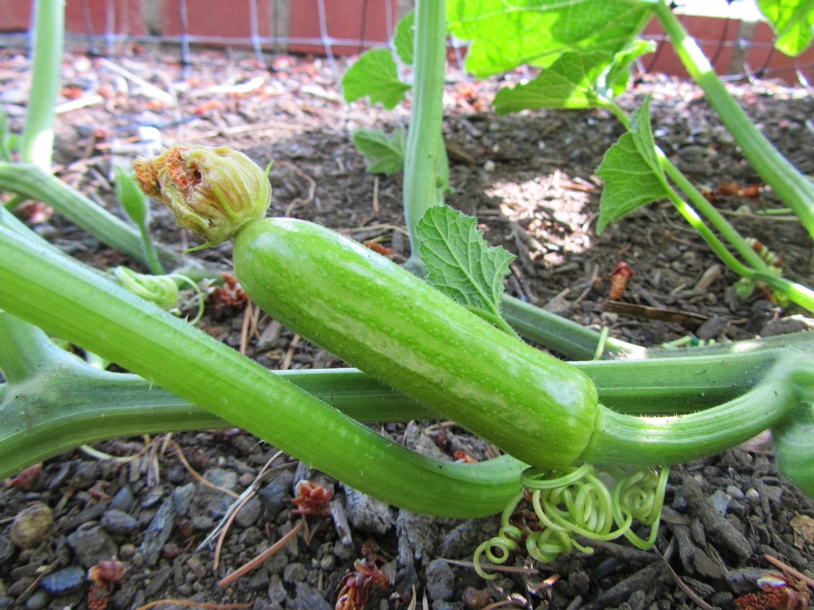 16+ Impressive Delicata Squash Growing Inspiratif Design