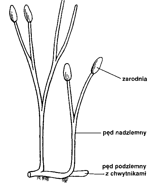 Biologia ogólna: Mszaki (Bryophyta) - charakterystyka