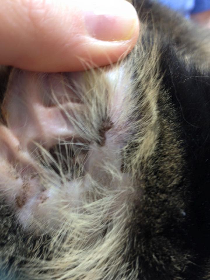 Cat Living with Hypertrophic Cardiomyopathy Papillomavirus Creates