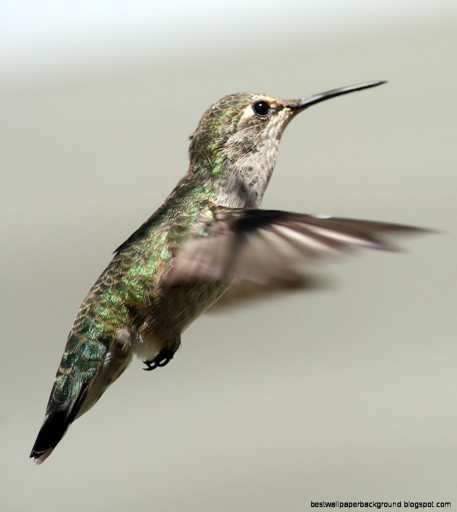 Annas hummingbird   Wikipedia the free encyclopedia
