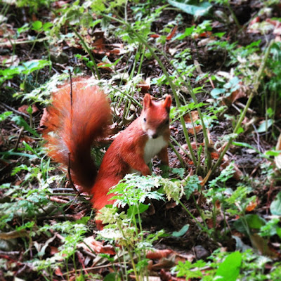 Red squirrel in Łazienki Park in Warsaw, Poland