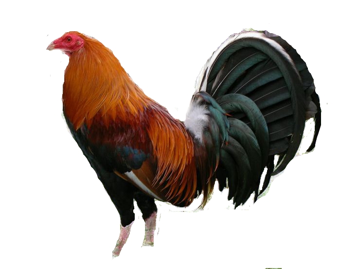 RAZAS DE GALLOS el blog del gallero