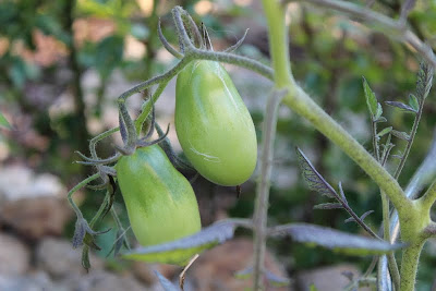 Wildes Gartenglück Reiche Ernte